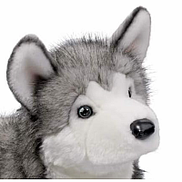 Lobo Husky, Large