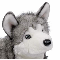 Lobo Husky, Large