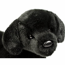 Chester Black Lab