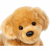 Bella Golden Retriever