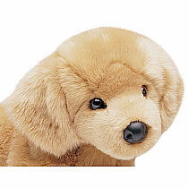 Honey Golden Retreiver