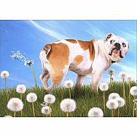 BULLDOG W DANDELION BDAY CARD