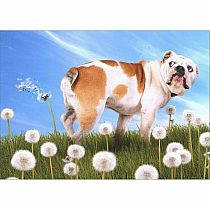 BULLDOG W DANDELION BDAY CARD