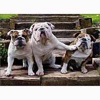 BULLDOG PUSHING DOG BDAY CARD