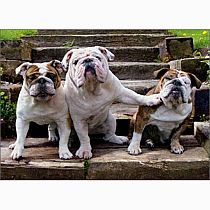 BULLDOG PUSHING DOG BDAY CARD