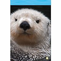 NGR NATIOANL GEOGRAPHIC READERS  Sea Otters--LAURA MARSH