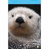 NGR NATIOANL GEOGRAPHIC READERS  Sea Otters--LAURA MARSH
