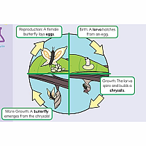 Summer Brain Quest: Between Grades 2 & 3
