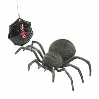 Spooky Spider