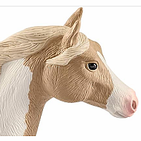 Paint Horse Mare