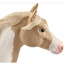 Paint Horse Mare