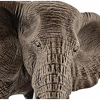 African Elephant, Female