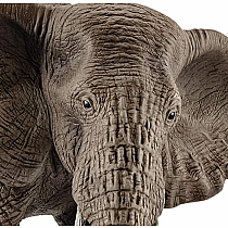 African Elephant, Female