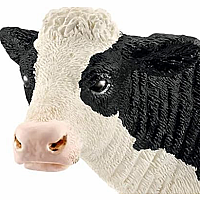 Holstein Cow