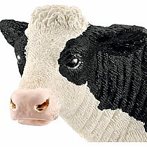 Holstein Cow