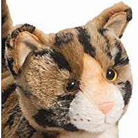 Tashette Bengal Cat