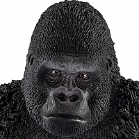 Gorilla, Male