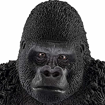 Gorilla, Male