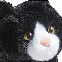 Snippy Black/ White Cat