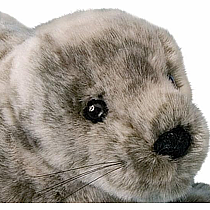 Speckles Monk Seal