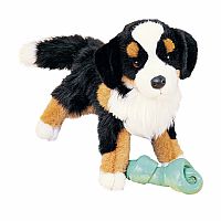 TREVOR BERNESE MTN DOG
