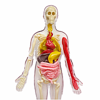 HUMAN BODY W SQUISHABLE ORGANS