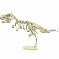 GIANT T-REX SKELETON MODEL