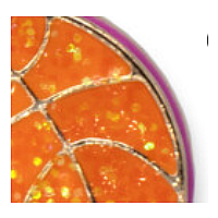 CHARM IT GOLD GLTR BASKETBALL