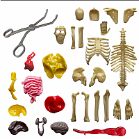 HUMAN BODY W SQUISHABLE ORGANS