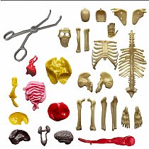 HUMAN BODY W SQUISHABLE ORGANS