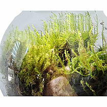 MOSS BOWL GROW YOUR OWN OASIS