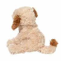 BISCUIT CAVAPOO
