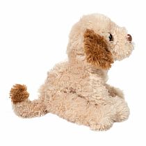 BISCUIT CAVAPOO
