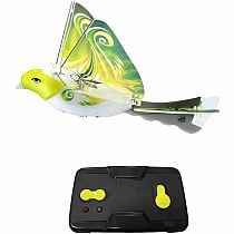 EBIRD GREEN PARROT