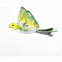 EBIRD GREEN PARROT