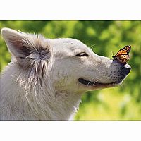 BUTTERFLY ON DOG'S NOSE CARD