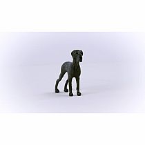 Great Dane