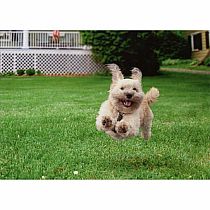 RUNNING DOG BDAY CARD