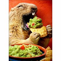 GROUND HOG CHIP DIP BDAY CARD