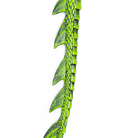 DRAGON GREEN TAIL