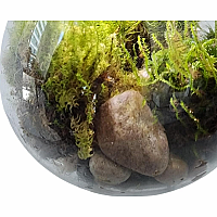 MOSS BOWL GROW YOUR OWN OASIS