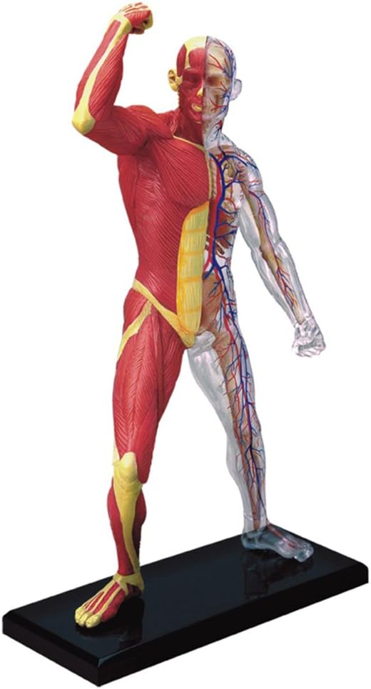 MUSCLE & SKELETON 4D