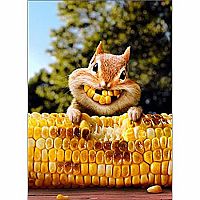 CHIPMUNK W CORN TEETH CARD