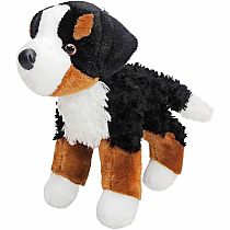 Miranda Bernese Mountain Dog