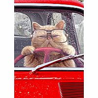 CAT DRIVING CARD