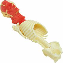 MUSCLE & SKELETON 4D