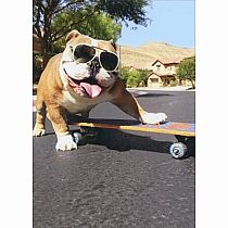 BD BULLDOG SKATE BOARD CARD