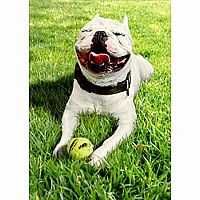 SMILING DOG W TENNIS BALL CARD