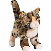 Tashette Bengal Cat