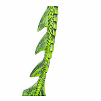 DRAGON GREEN TAIL